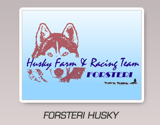 Forsteri Husky